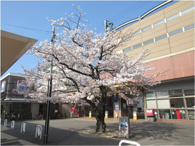 香椎駅の満開の桜
