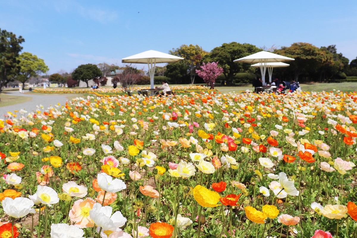 海の中道海浜公園 ポピー
