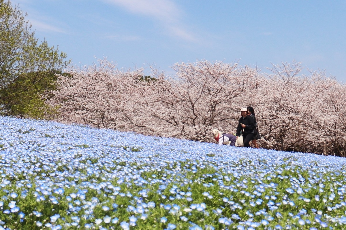 海の中道海浜公園 桜 ネモフィラ