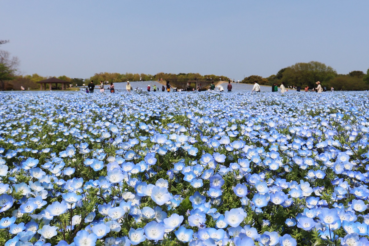 海の中道海浜公園 ネモフィラ