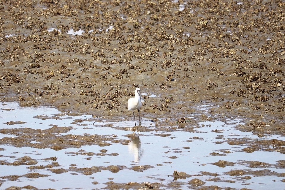 クロツラヘラサギ