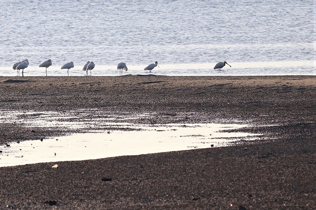 和白干潟クロツラヘラサギ