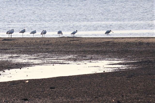 和白干潟のクロツラヘラサギ