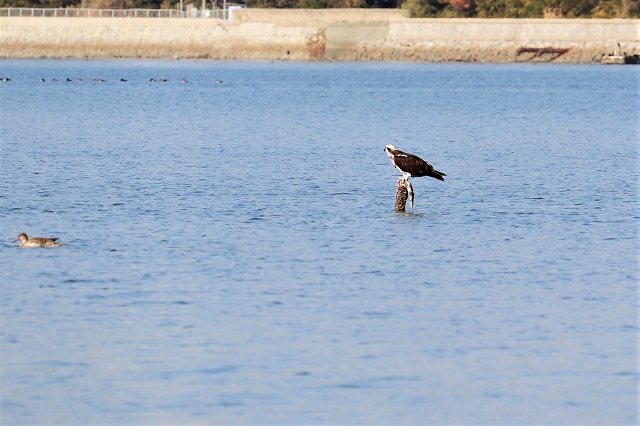 和白干潟 ミサゴ