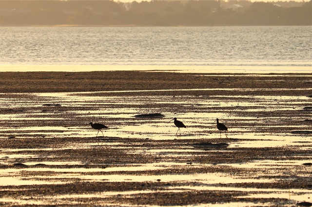 和白干潟 夕暮れ
