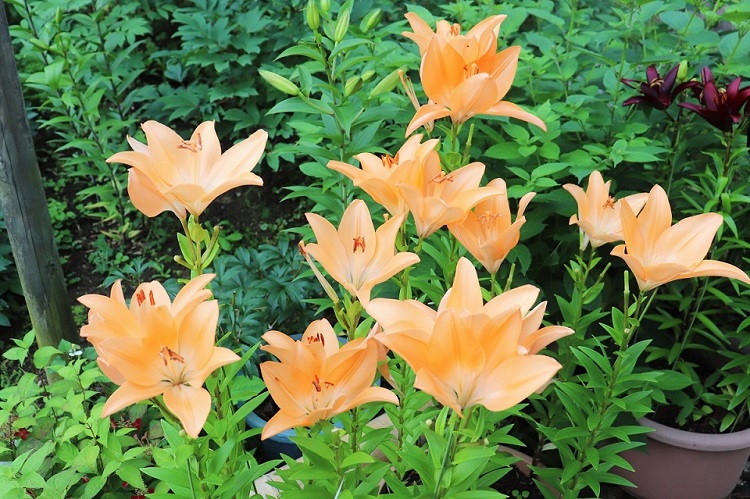 筥崎宮 花庭園 ユリ