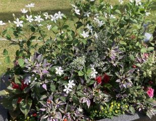 花壇の花をアップにしたで写真です