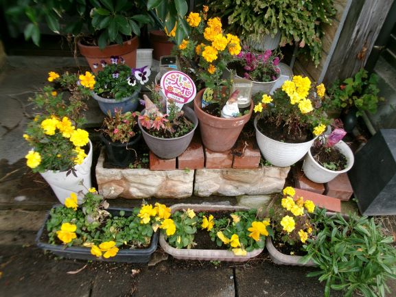 植木鉢が並んでいる写真