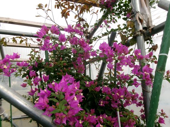 ビニールハウスで育てた花