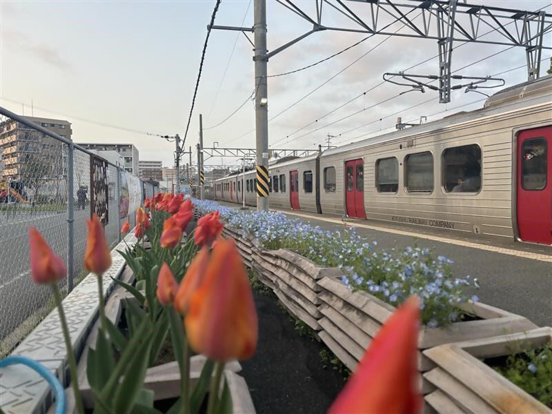 チューリップがたくさん咲いた昨年の花壇の様子