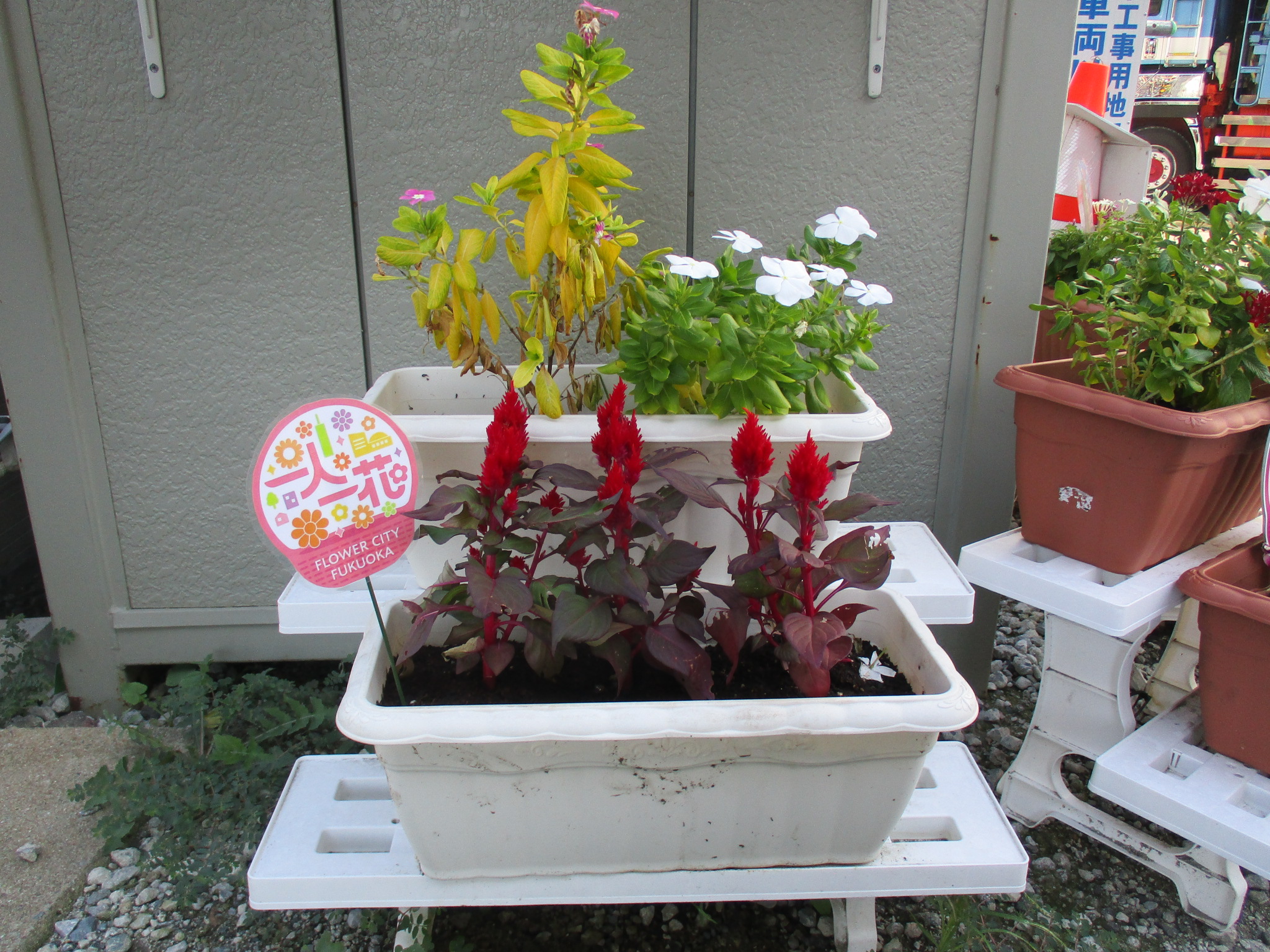 前田JV香椎川作業所の植えているプランター