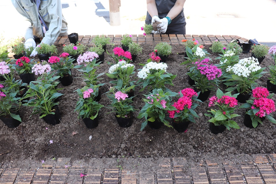 区役所花壇に花を植えてます
