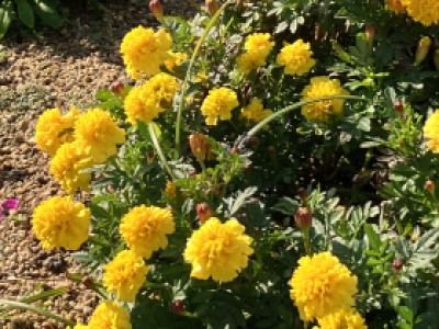花壇に咲く黄色の花