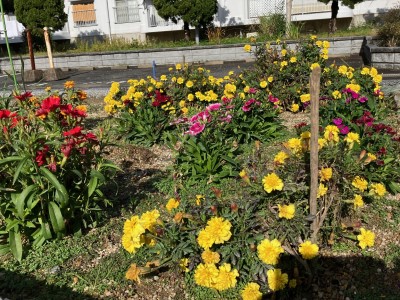 花壇を角度を変えて撮影