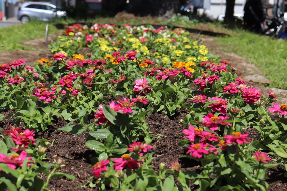 区役所花壇に花を植えてます