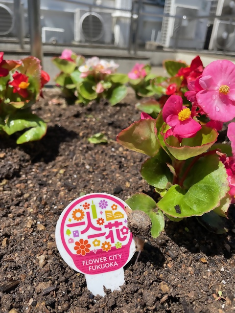 区役所花壇に花を植えてます