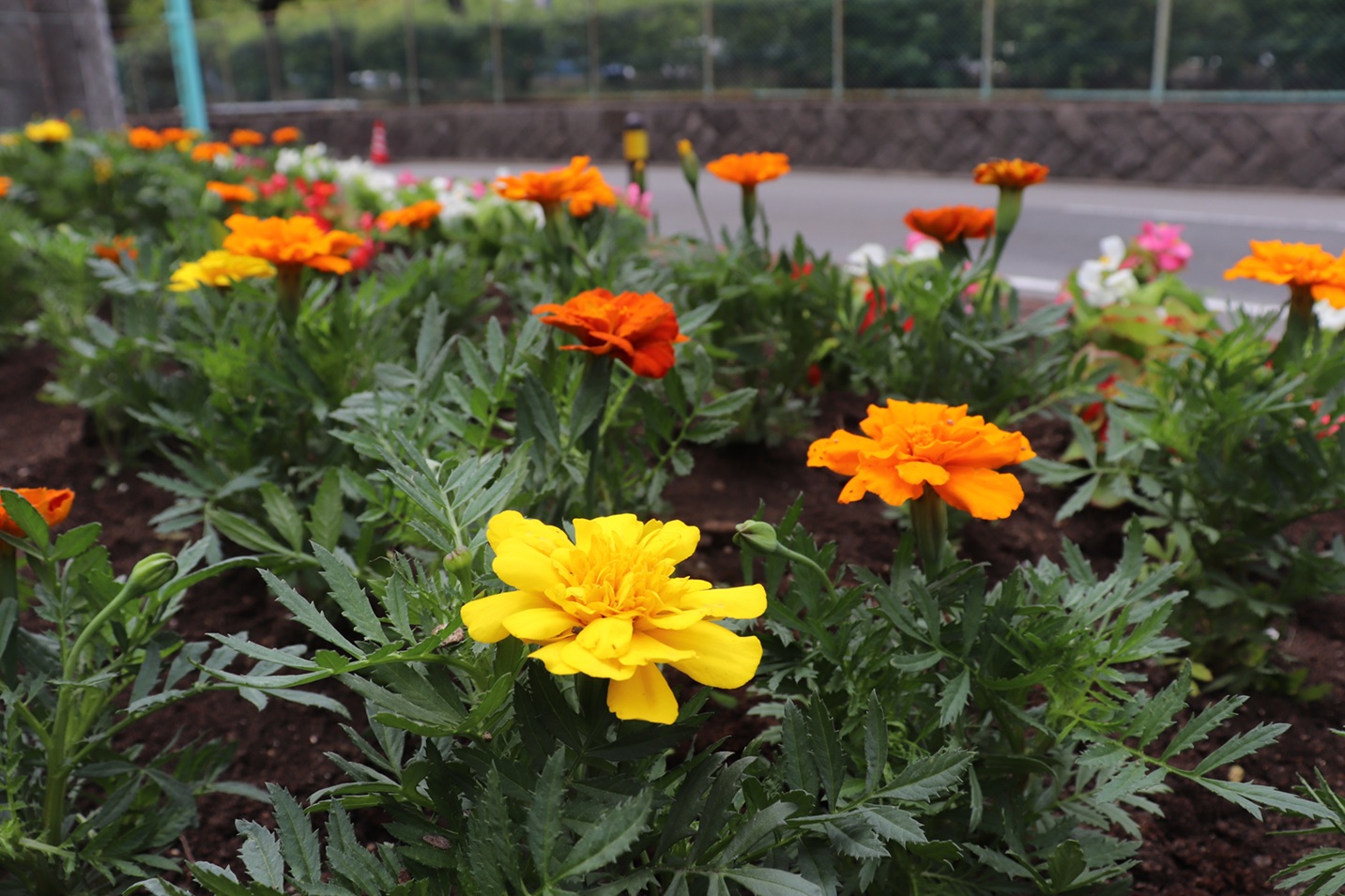 箱崎宮前駅側の花壇に植えられた花の写真