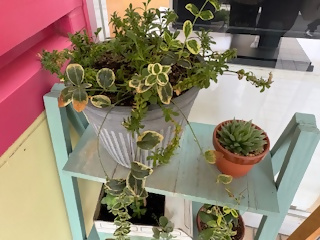 博多南幼稚園の花