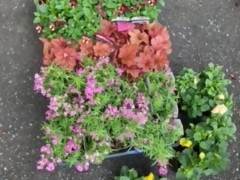 ぼたにかるくらぶの花苗の写真