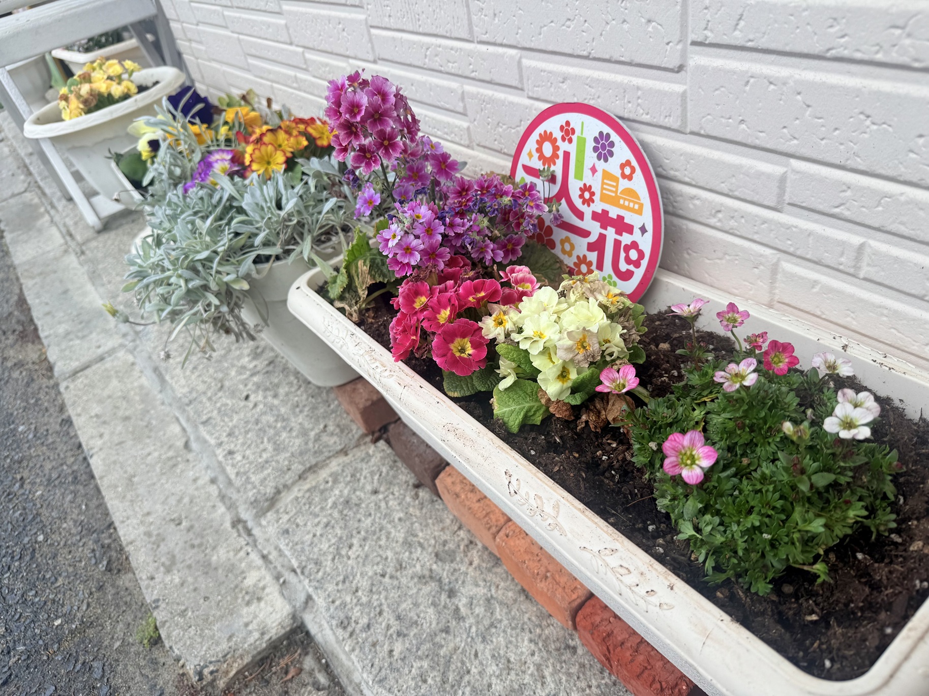 花壇に咲く花の写真