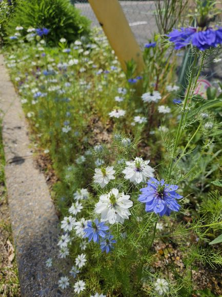 サンカク花園の花壇の花