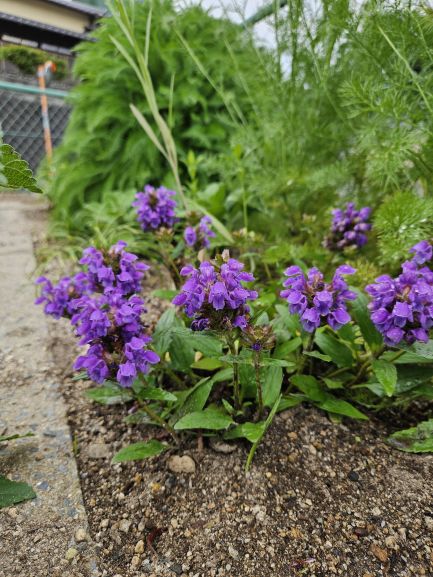サンカク花園の花壇の花