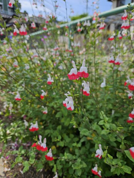 サンカク花園の花壇の花