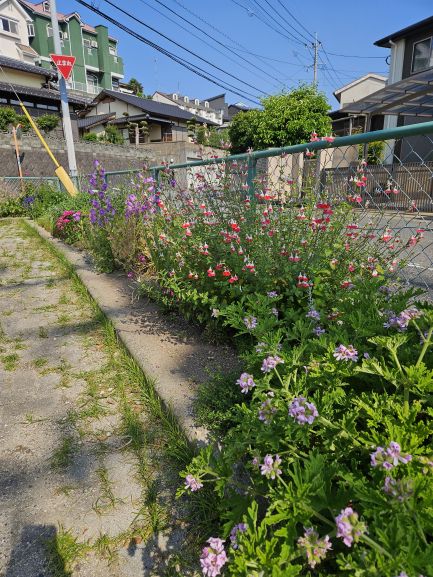 サンカク花園の花壇