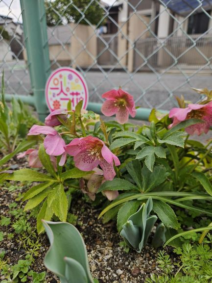 サンカク花園の花壇の花