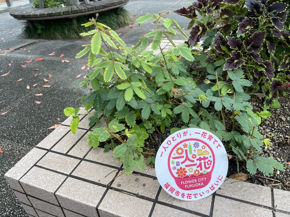 ステップワンド花壇の写真