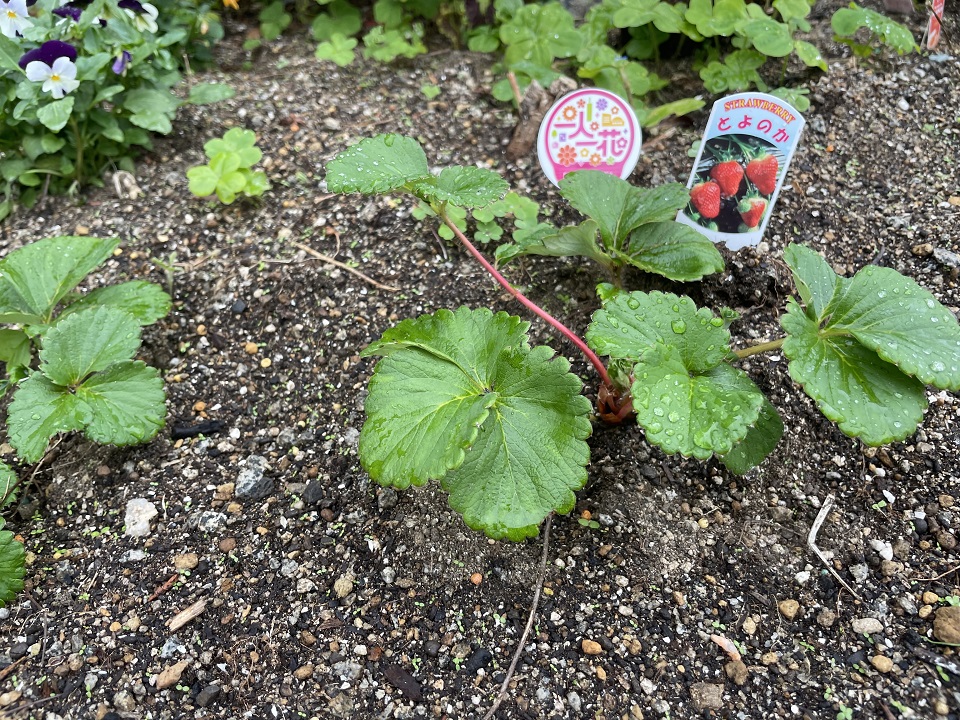 ステップワンド花壇のイチゴの苗