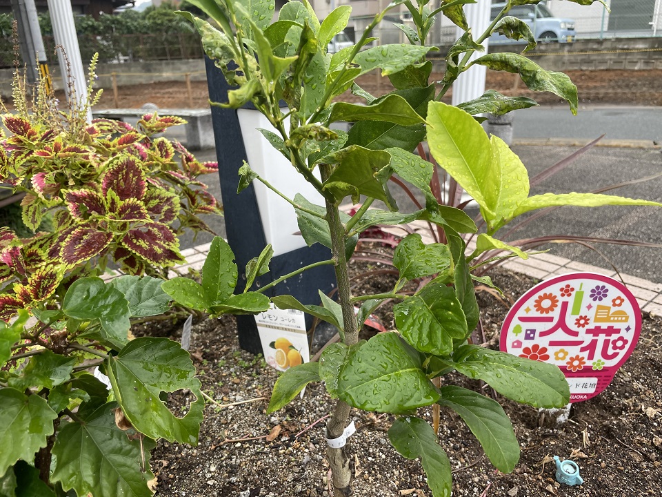 ステップワンド花壇のレモンの苗木