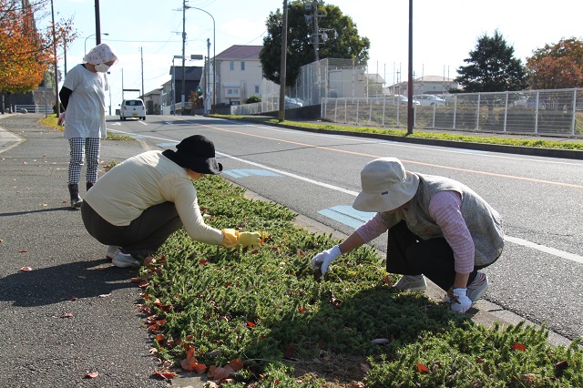 公園駐車場の入口付近に植えている芝桜の草抜き作業