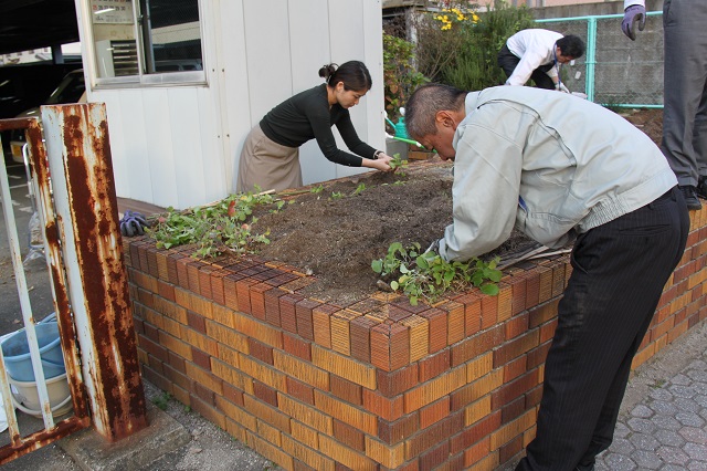 菜の花の苗を区役所花壇に植える様子