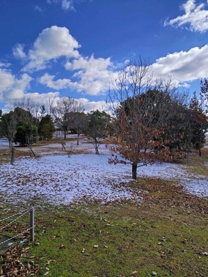 青葉公園の雪景色