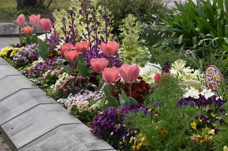 チューリップの画像