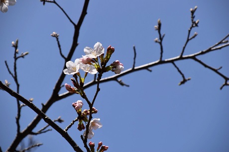 サクラの画像１