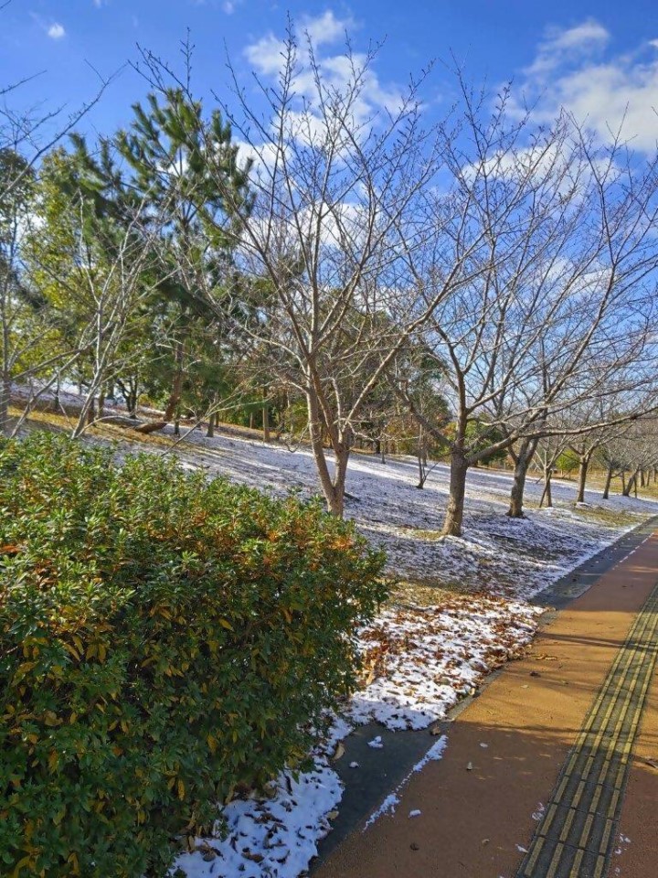 青葉公園の雪景色