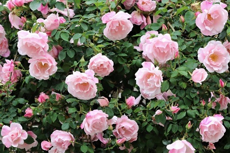 バラのカーテン