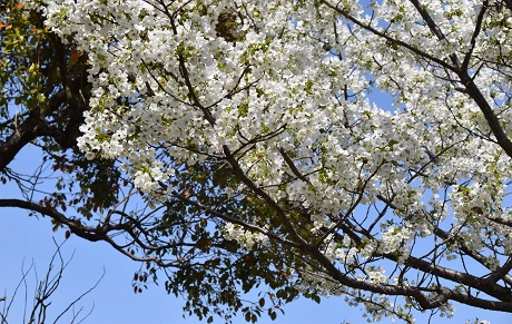 サクラの画像２