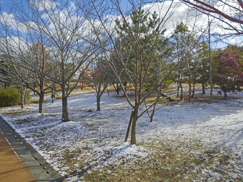 青葉公園の雪景色