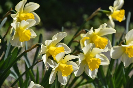 スイセンの画像