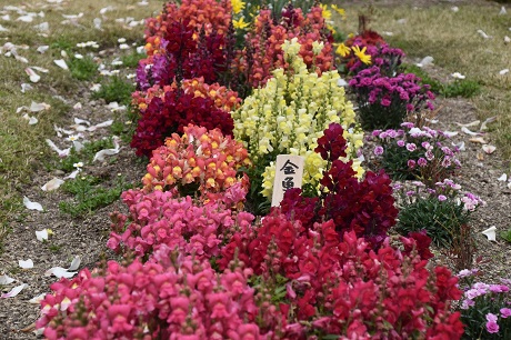 キンギョソウの画像２