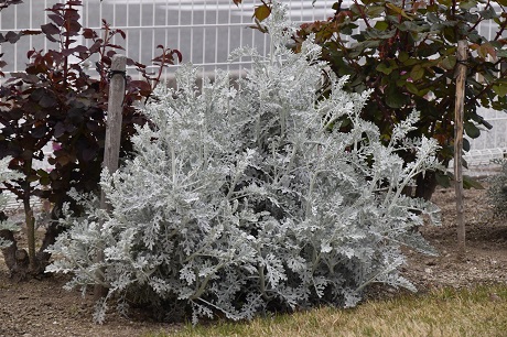 シロタエギクの画像