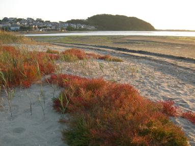和白干潟の秋、ハママツナの紅葉の様子