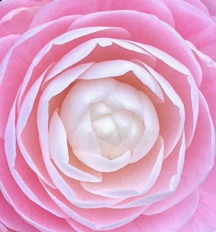 乙女椿の写真３