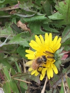 タンポポの写真