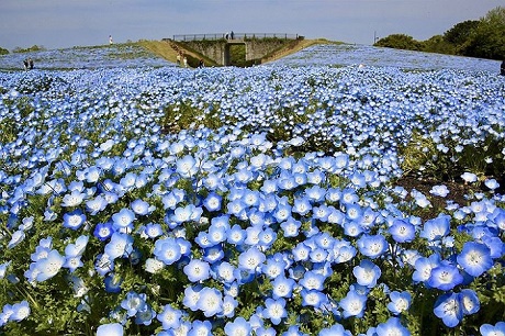 ネモフィラの写真