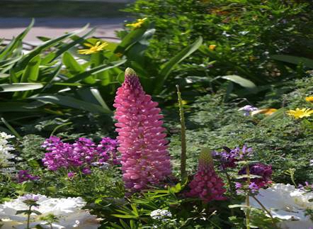 ルピナスの写真