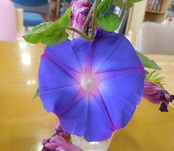 あじさいの写真